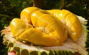 ăn sầu riêng kỵ với gì